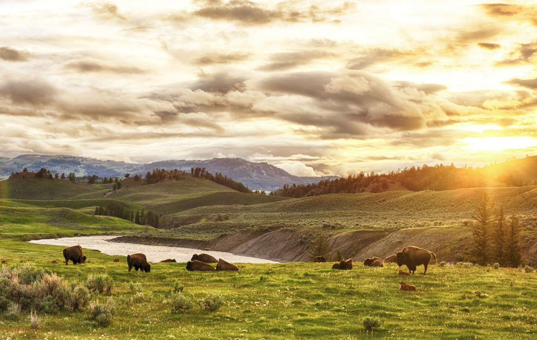 Herd of adult and baby buffaloes