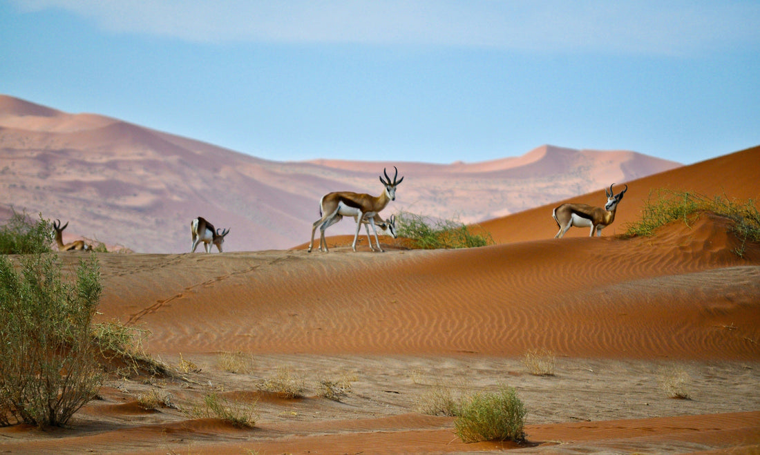Bound For Nowhere x Eagle Creek: Namibia 2026
