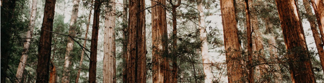 woods