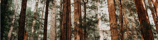 woods